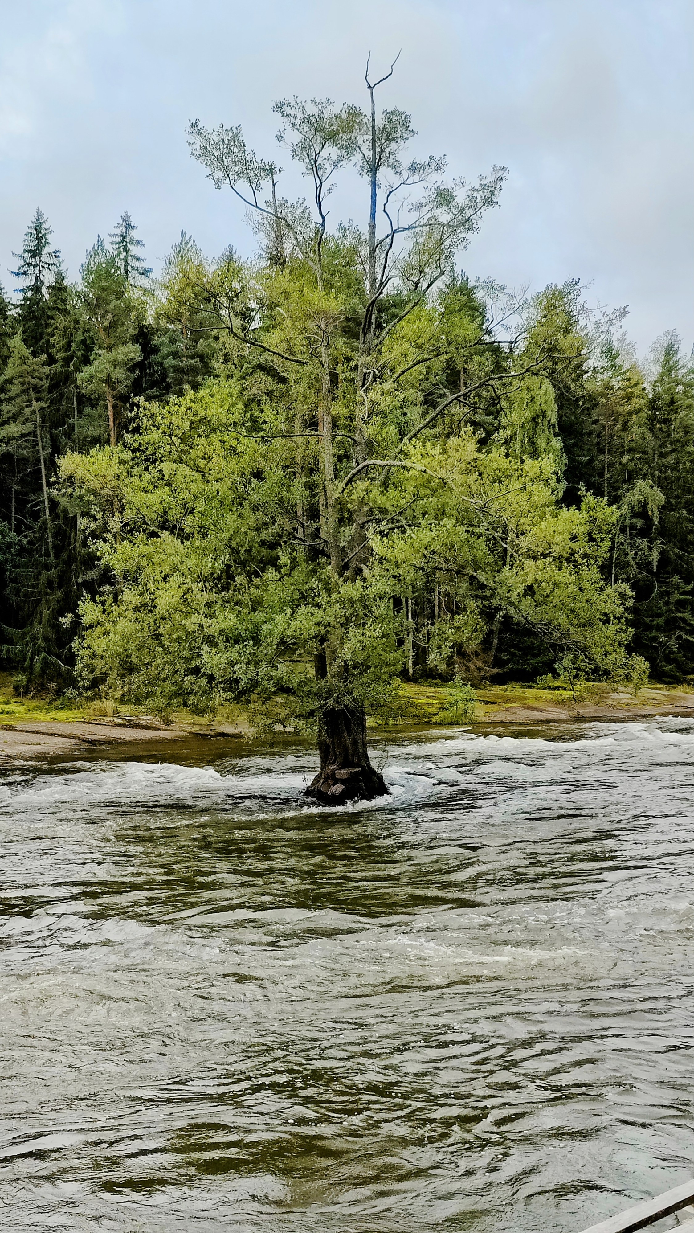 Puu keskellä virtaavaa jokea.