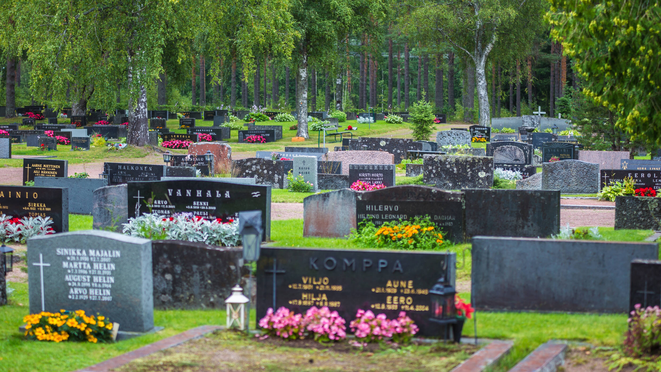 Hautakivien rivistöjä, vihreää kesäistä kasvillisuutta.